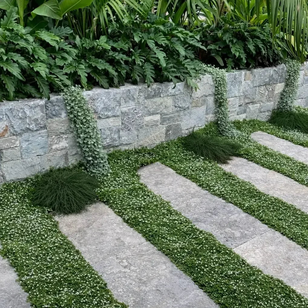 Groundcover Instead of Lawn: A Smarter Choice for Melbourne Gardens